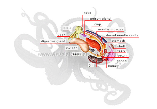Nervous system/sensory Capability - Octopus